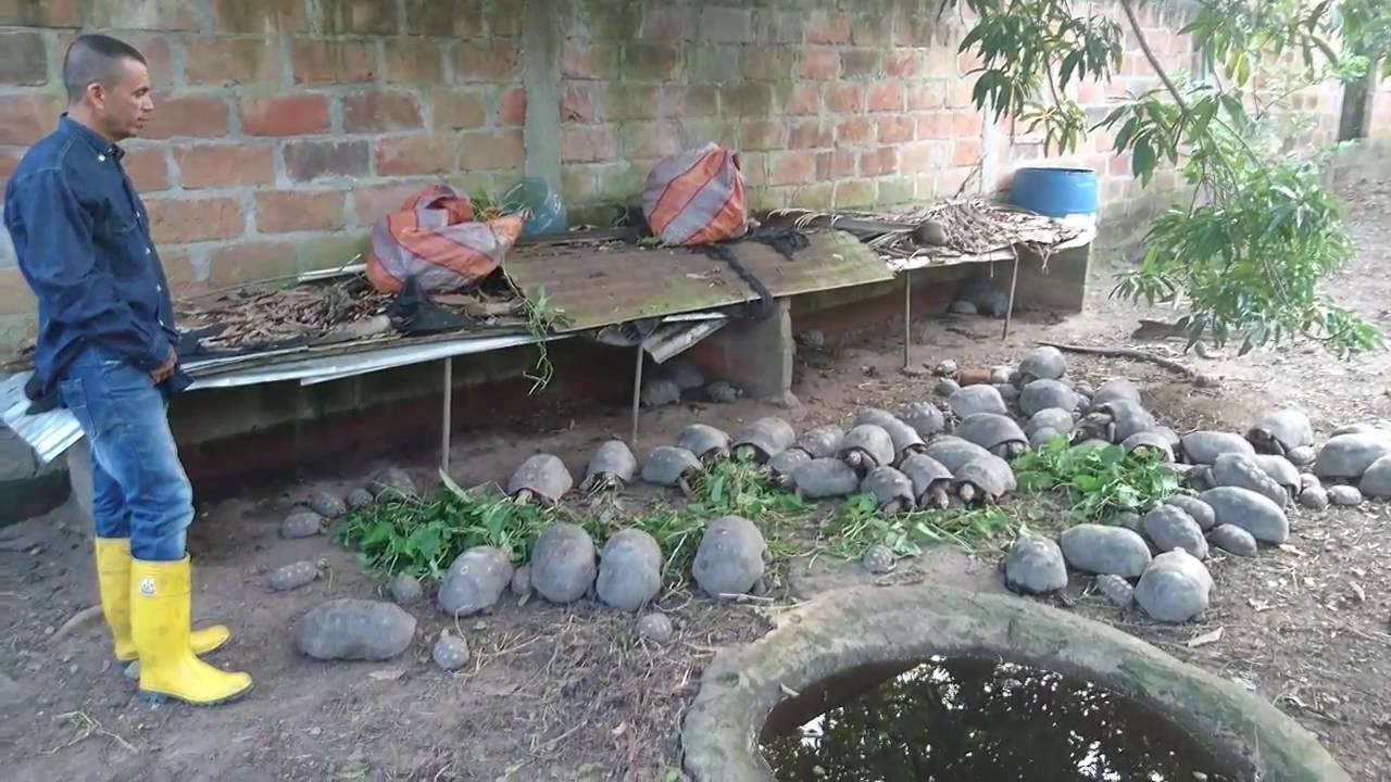 100 Años de Vida