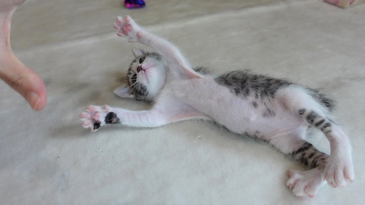 【生後31日】子猫に初めてこちょこちょパーをしてみた結果…