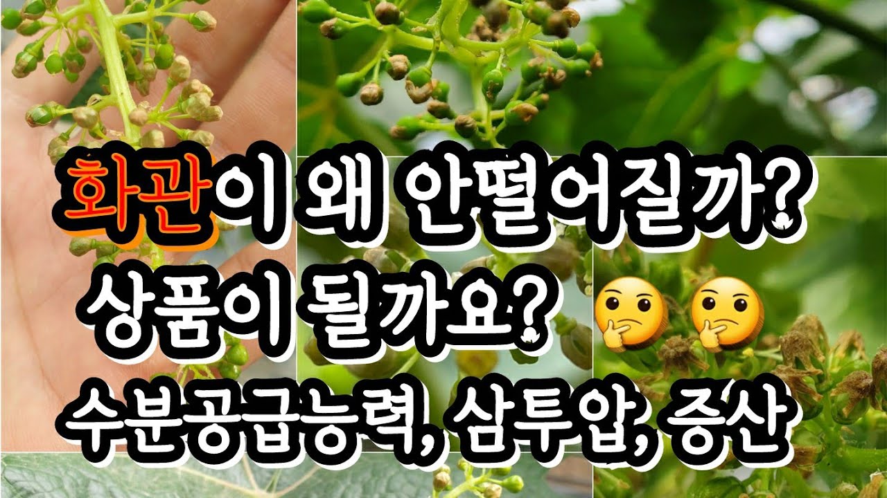 샤인머스켓 화관이 왜 🤔 안떨어질까요? #수분부족#능동적흡수(삼투압)#수동적흡수(증산)