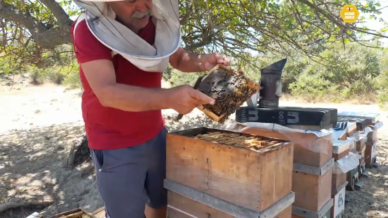 Rüzgarlı Havada Bal Hasadı