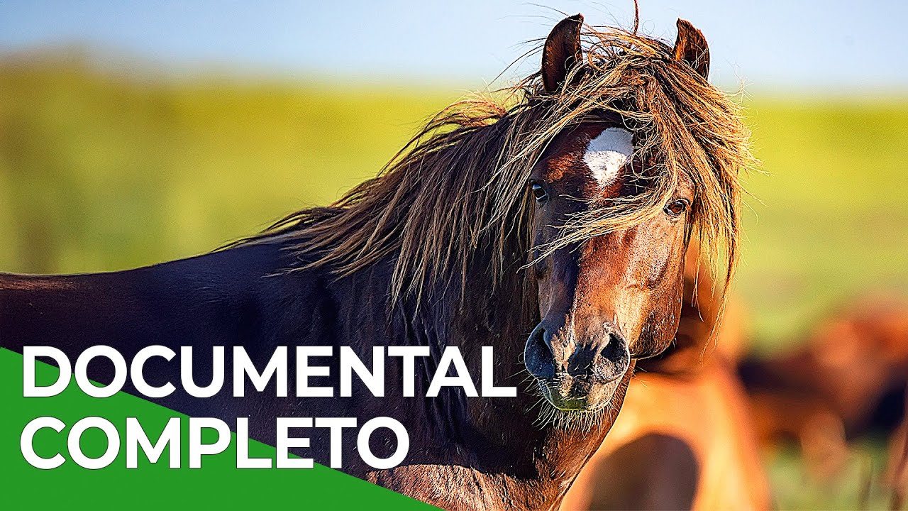 Milagros de la Naturaleza, Episodio Triple 1-3 | Free Documentary Nature - Español
