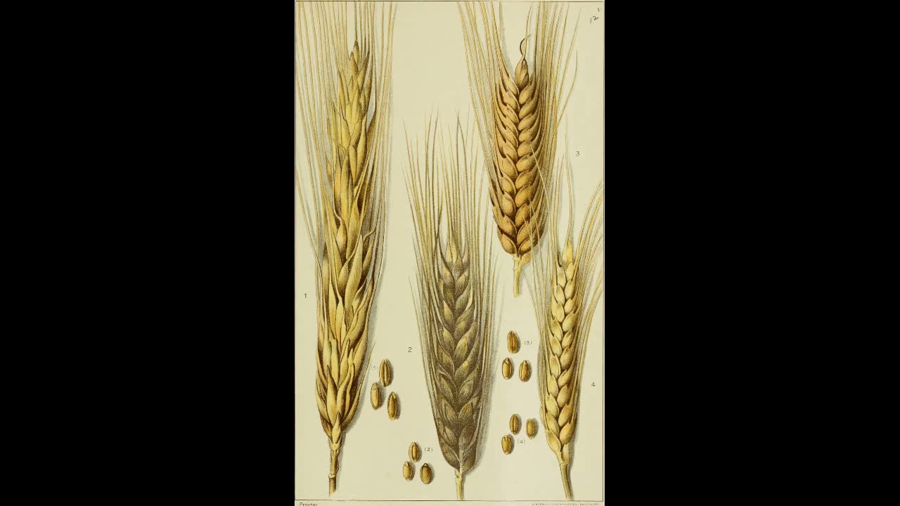 Cereal and Pulse Domestication in Southwest Asia