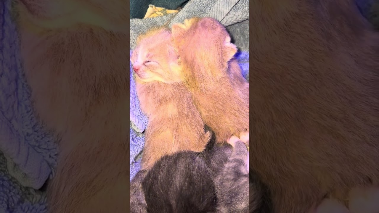 Lovely life’s ❤️😻❤️
