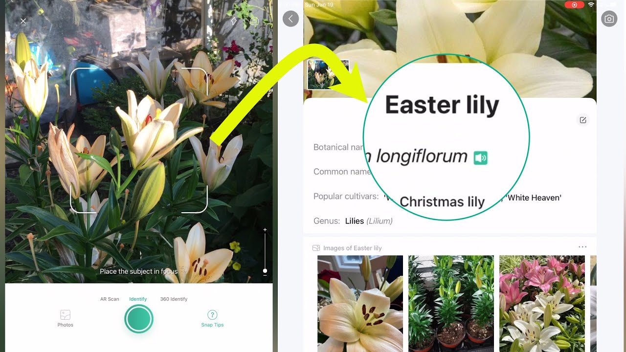 PictureThis AI Plant Identifier iPhone App 💮 AppFinders