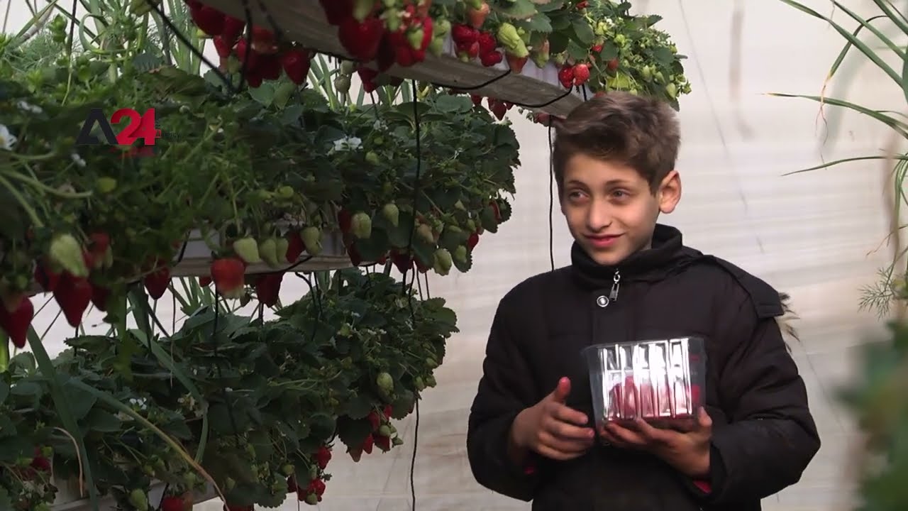فلسطين – سيدة فلسطينية تنشئ مشروعا لزراعة 