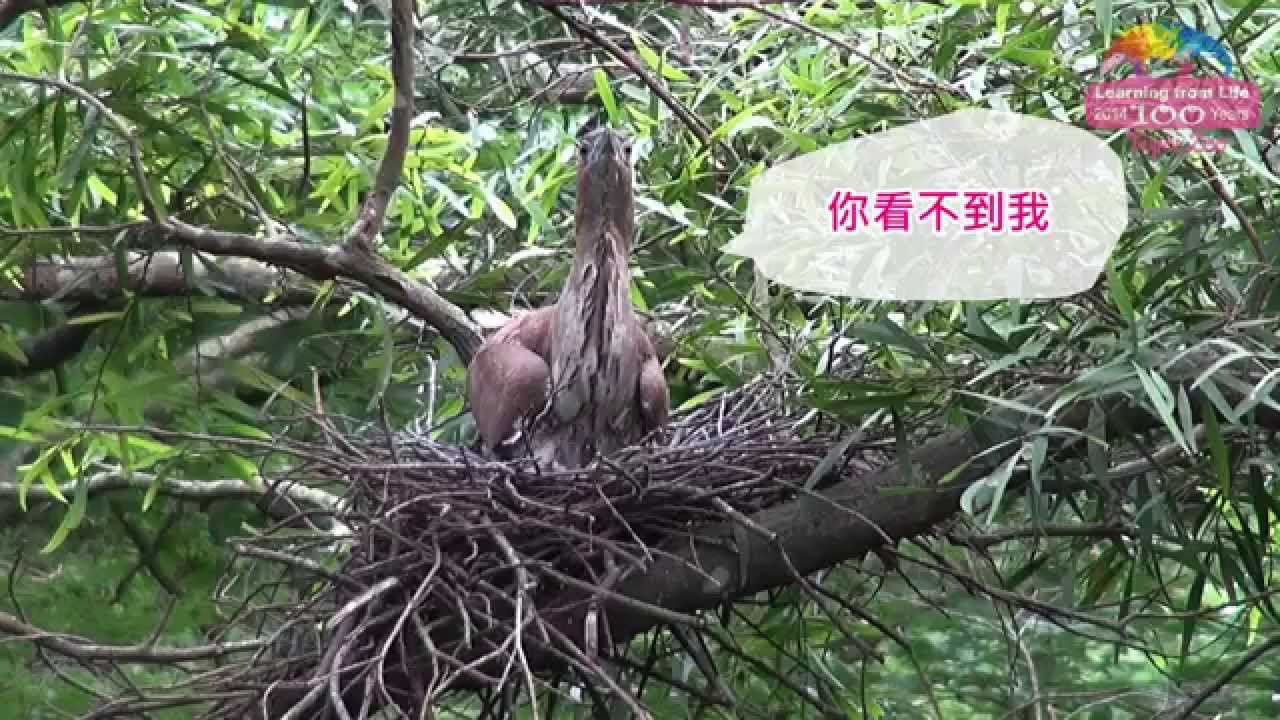 慢一個月進場繁殖－黑冠麻鷺三返老巢 Breeding of Malayan Night Heron