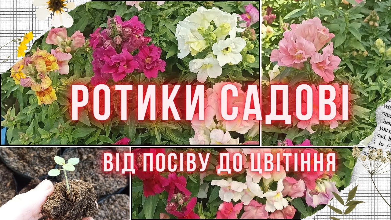 Левові ротики (антирінум) від А до Я! Усі нюанси вирощування в одному відео!