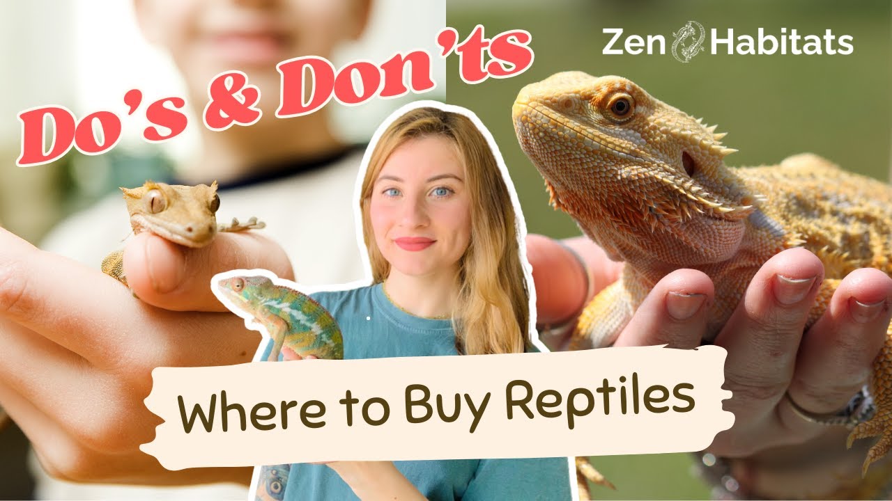 Best Places to Buy & Adopt Reptiles: Rescues, Breeders, Rehoming & Pet Stores
