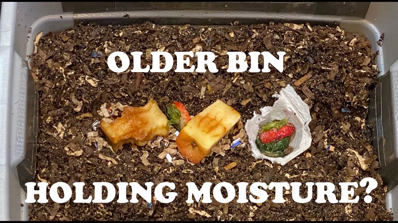 Older Worm Bin Too Wet? This May Be Why | Tiny Worm Bin Feeding #16 Vermicompost Worm Farm