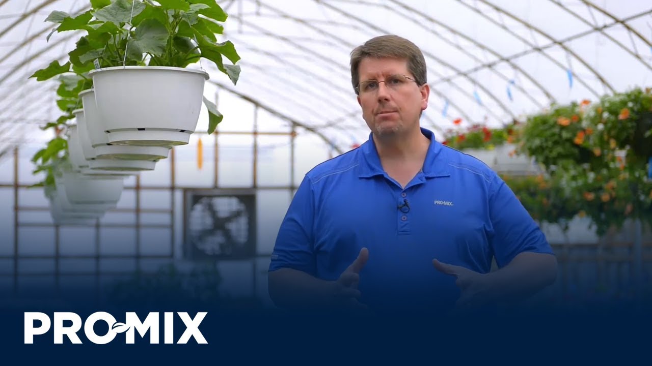 How to Grow Tough Crops like Calibrachoa