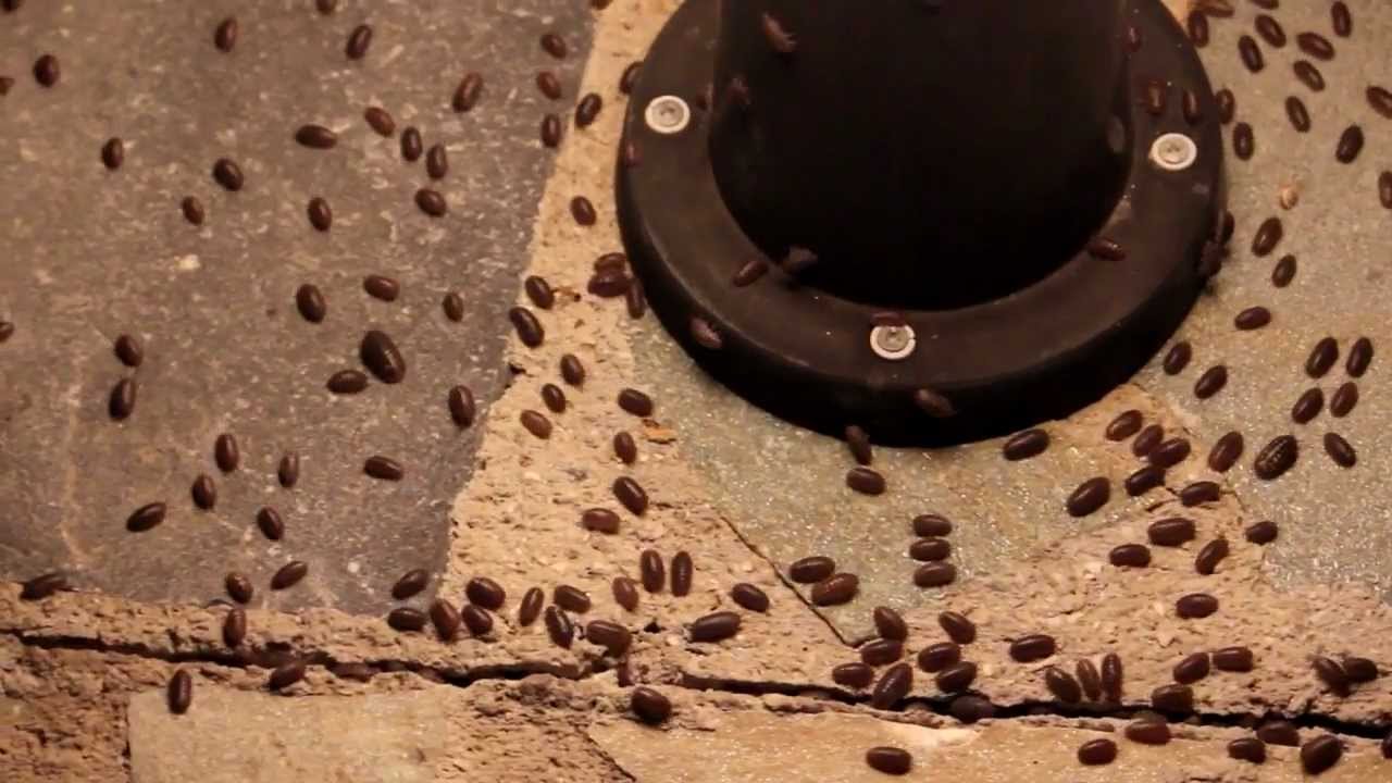 Crete 2011_LAST DANCE_Woodlice