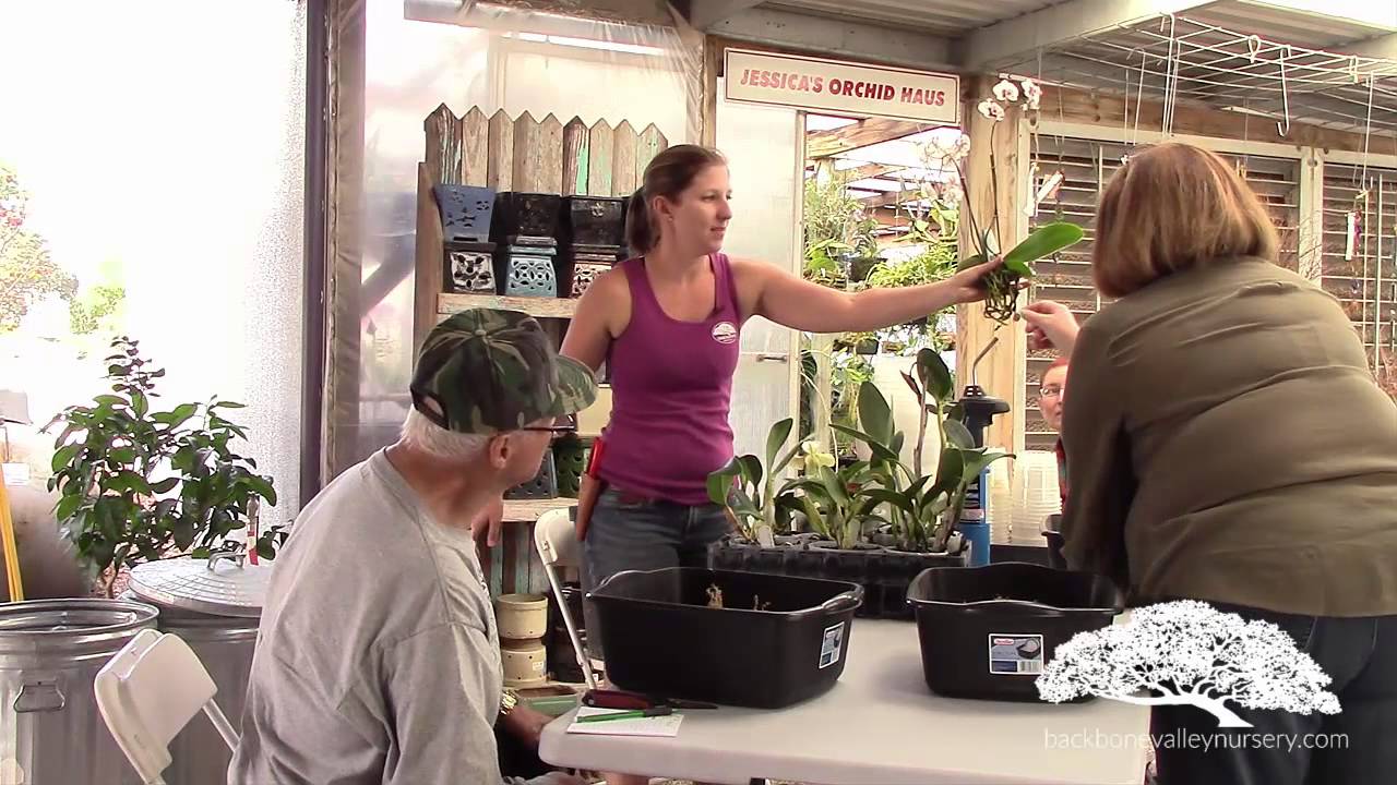 Orchid Re-Potting, Part 1