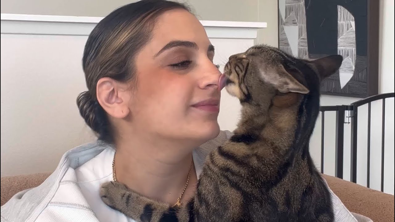 I think the PetPivot AutoScooper could make a wonderful Christmas gift for your cats! 