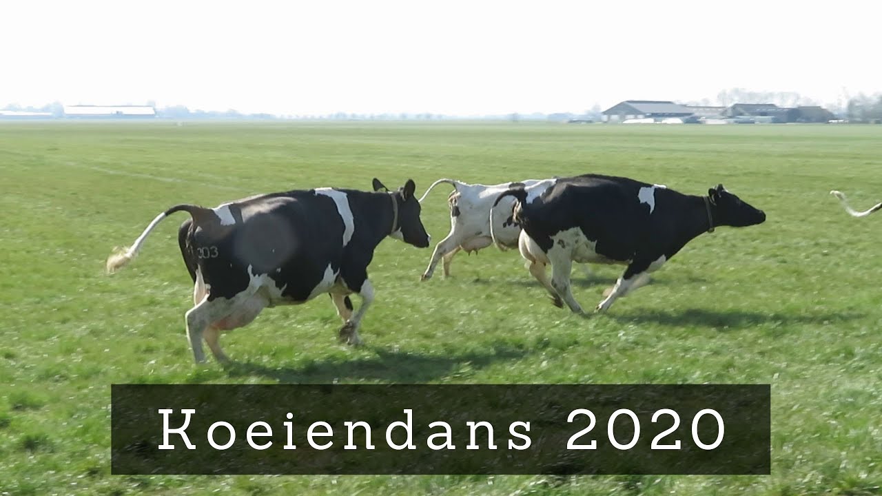 Koeien voor het eerst naar buiten | De Boeren Broekies - Vlog #4