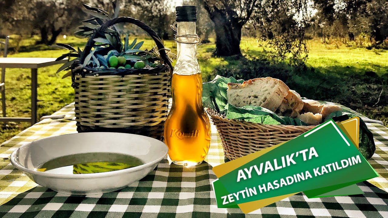 Zeytin Hasat Zamanı Geldi! Ayvalık'ta Zeytin Hasadına Katıldım