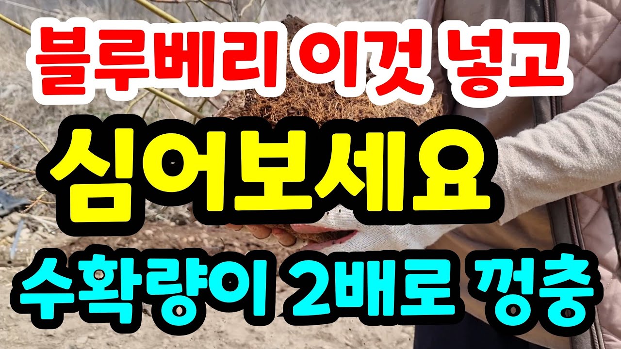 블루베리 이것 넣고 심어 보세요 수확량이 2배 더 많고 맛도 더 좋아요 블루베리 나무가 절대 죽지않게 심는법#블루베리키우기#블루베리흙만드는법#블루베리묘목전정#블루베리삽목#피트모스