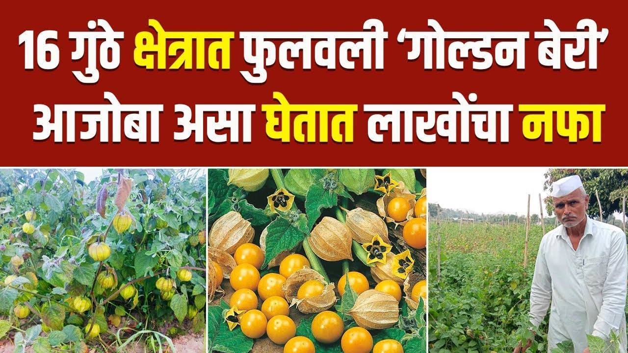 आजोबांनी फुलवली गोल्डन बेरीची शेती, असे घेतात उत्पादन | Golden Berry |  रसभरी Rasbhari Farming