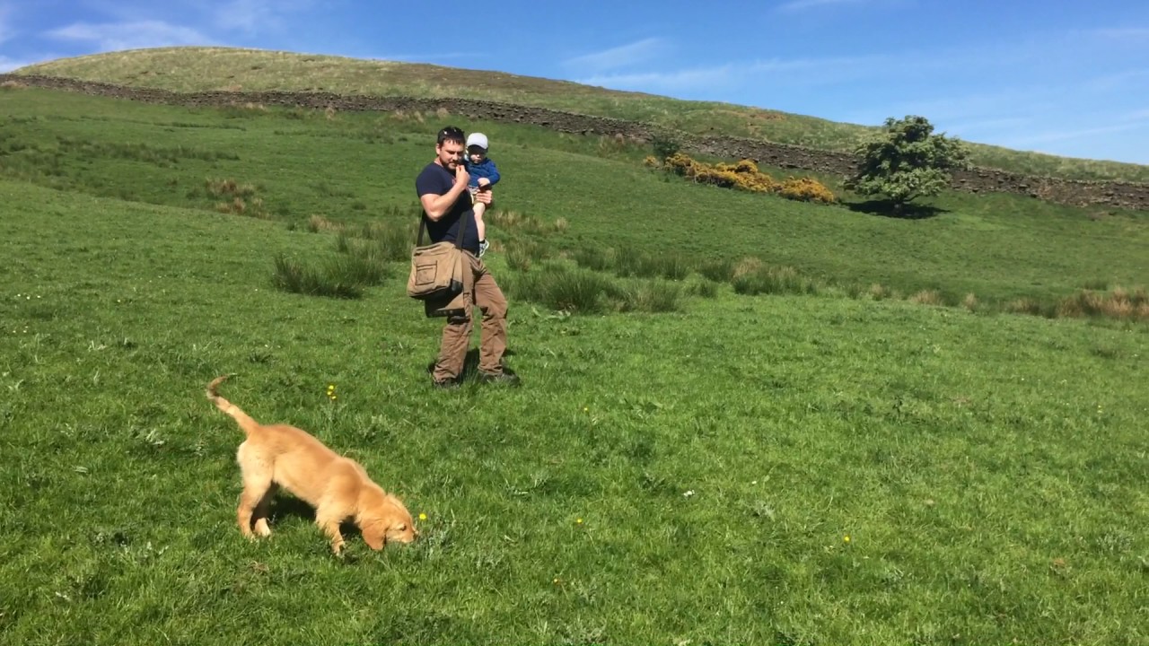 Working Golden Retriever- Developing steadiness aged 17 weeks