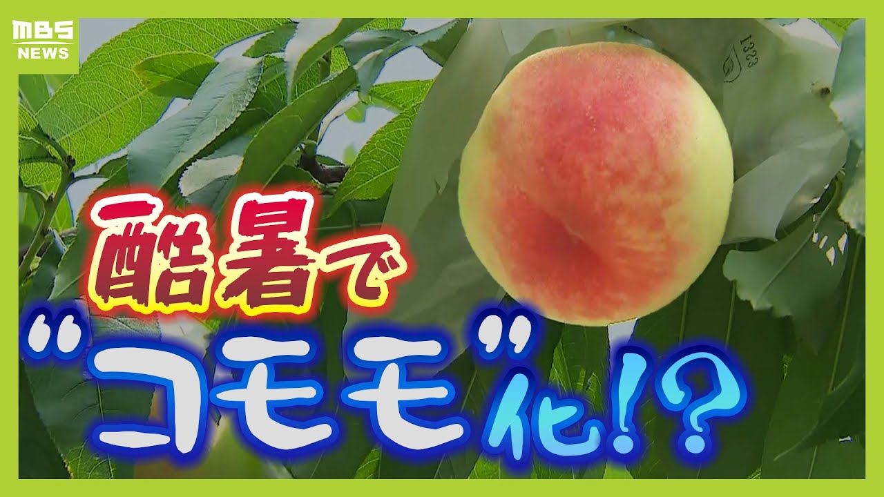 トマトはブヨブヨ、桃は小ぶりに…酷暑で夏の味覚に異変！？味と価格への影響は…／進化形スイカが続々登場！スポーツドリンク感覚で食べられる品種も【今年のフルーツ事情】（2025年7月3日）