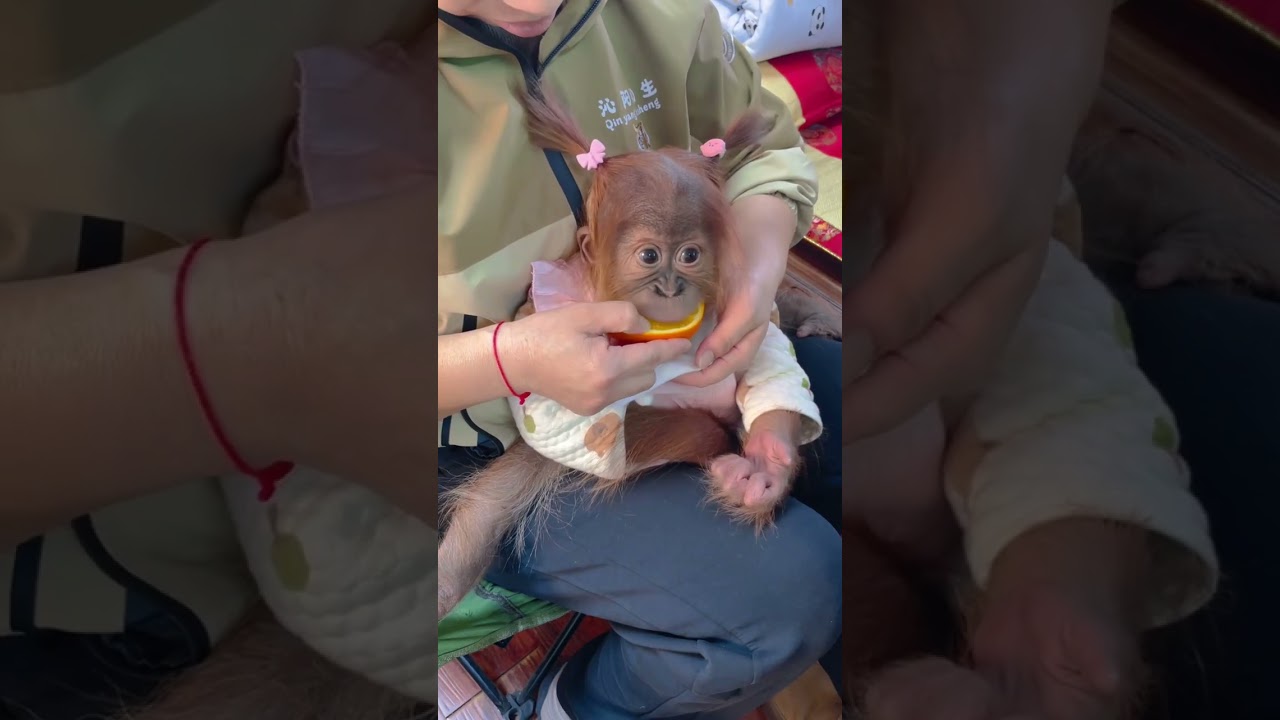 Taking extra care of our curious baby monkeys.