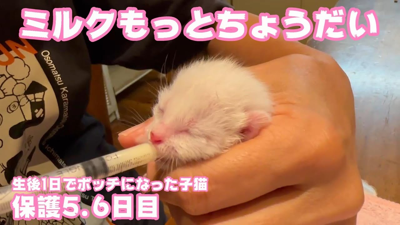 ミルクもっとちょうだい 生後1日で独りぼっちになった子猫 保護5 6日目