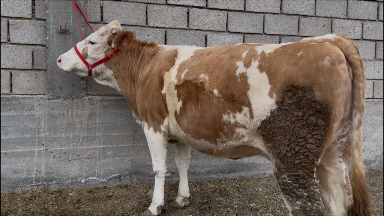 СМЕНТАЛИ ГИГАНТ ва Чёрние Пёстри Бугузи ЭЛИТА аз Авзалшо арзон ва гарантия.