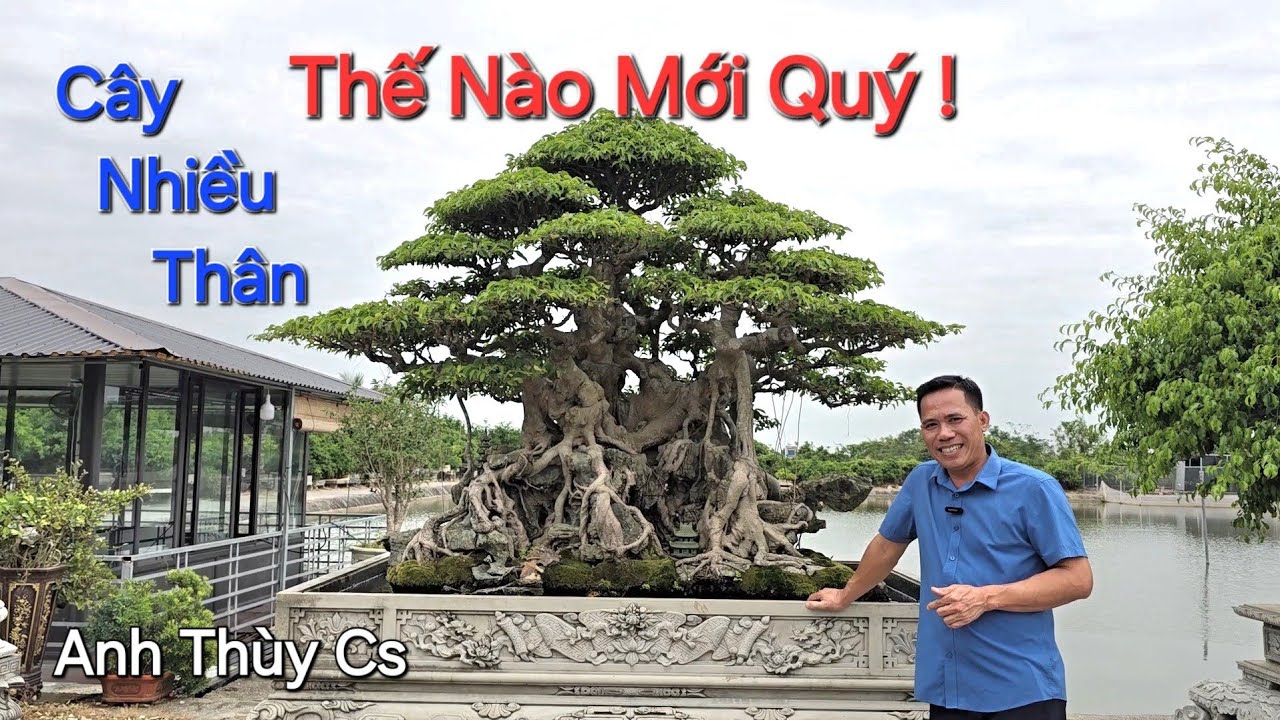 CÂY NHIỀU THÂN NHƯ THẾ NÀO LÀ CHUẨN , LÀ QUÝ ? Anh Thùy CS KIẾN THỨC BỔ ÍCH ...