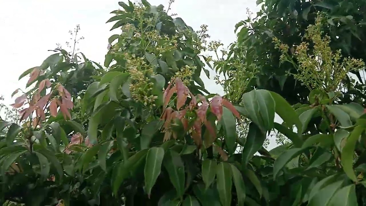 Sử lý vải thiều tạo tán đẹp cho cây vải 