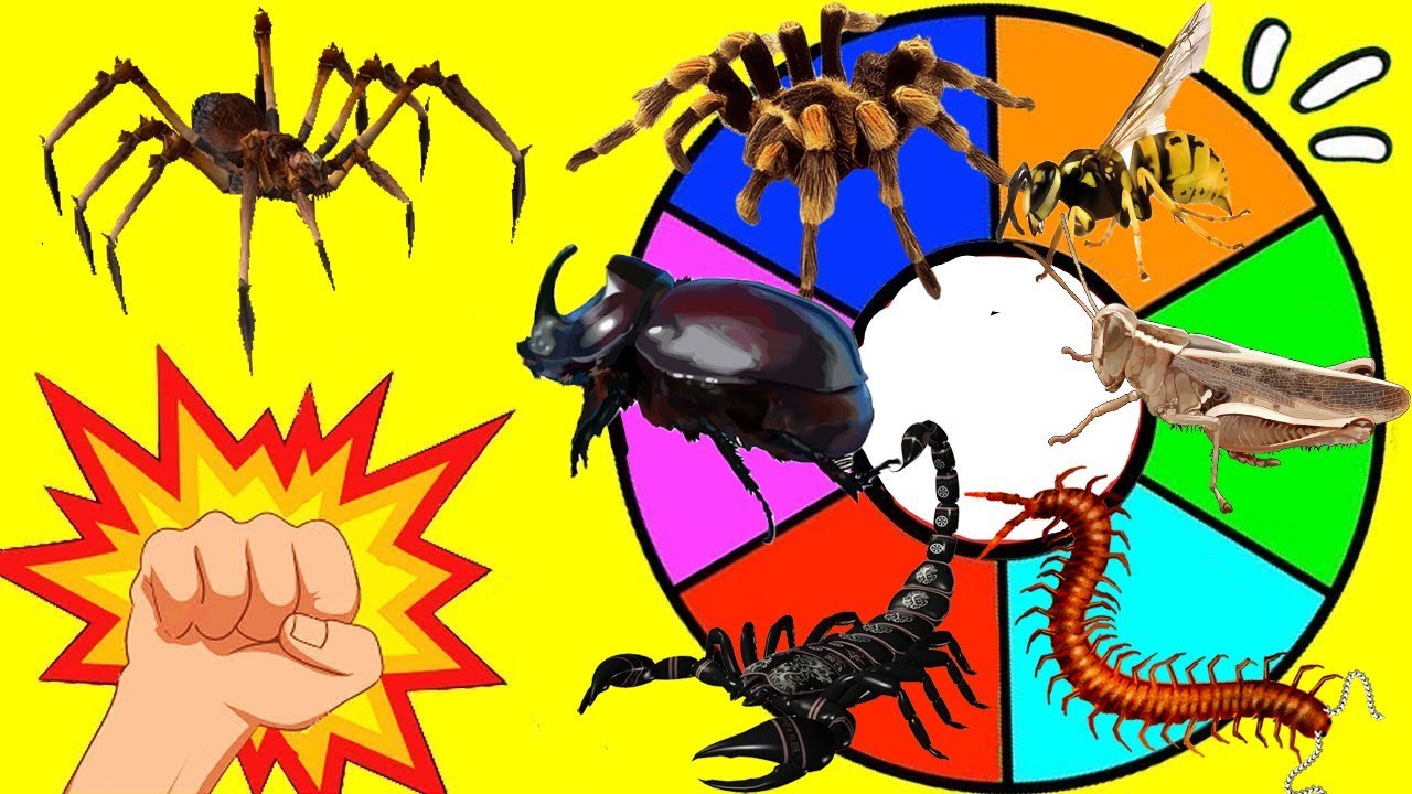 RULETA SORPRESA de ANIMALES INVERTEBRADOS | Los Insectos Terroríficos | Araña, Escorpión, Avispa
