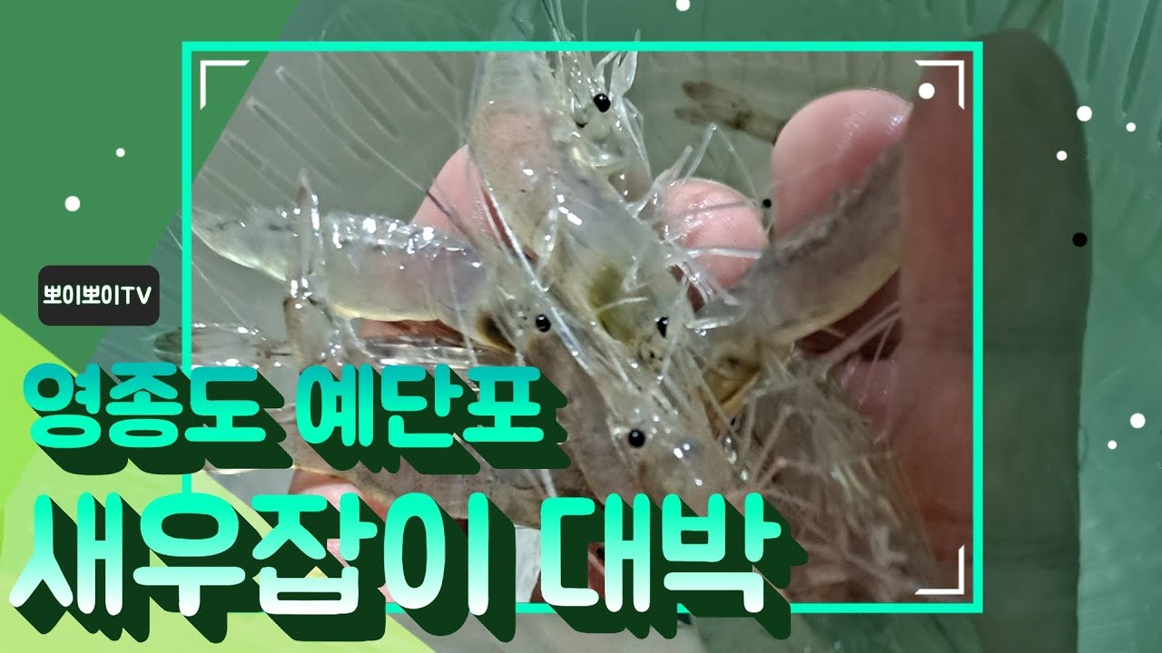#영종도 #예단포 이제는 새우잡이가 대세 망둥어는 물렀거라