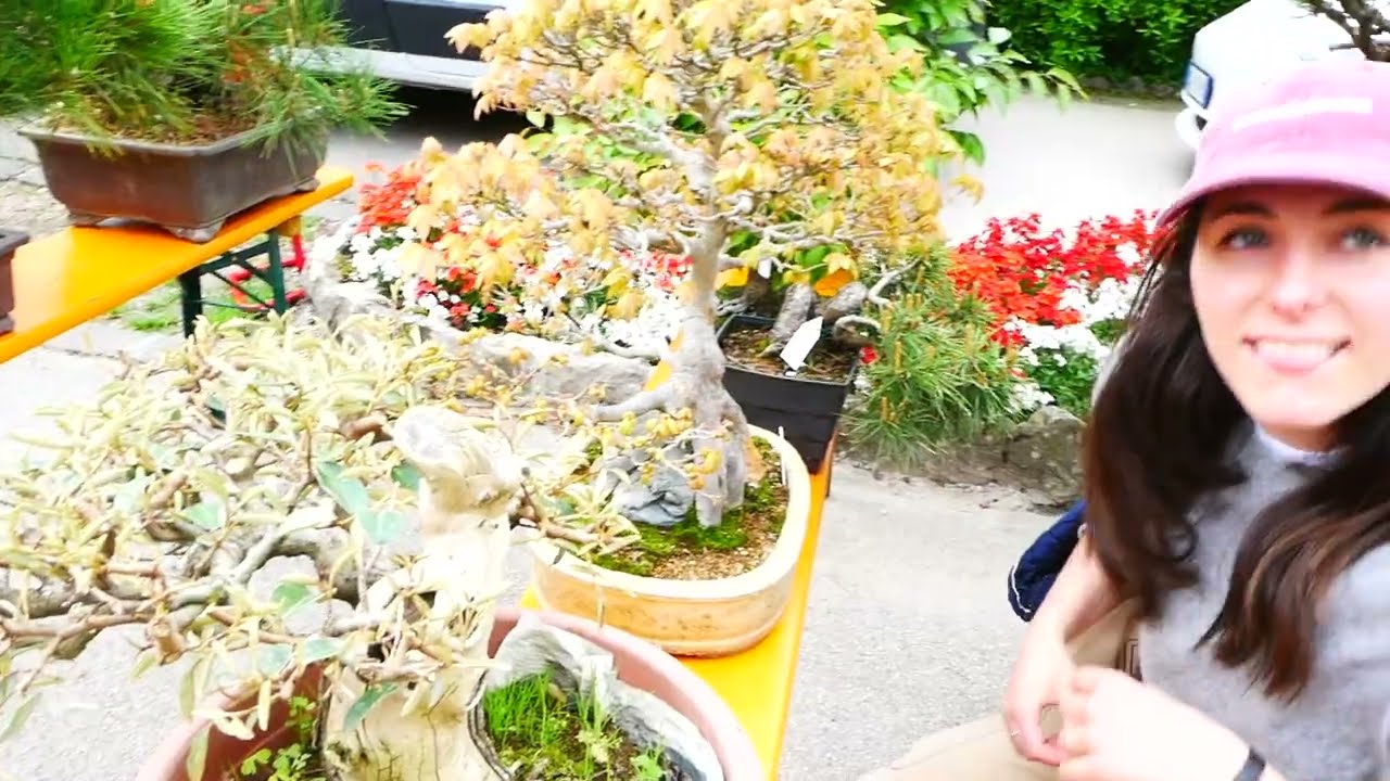 i miei ultimi acquisti Bonsai - Inizio una collezione?