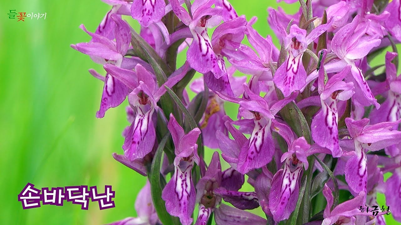 [ 들꽃이야기144번째 | 손바닥난1 ] 뿌리의 일부가 마치 사람의 손바닥 모양과 비슷해 붙여진 이름으로 꽃말은 '비밀스러운 사랑'이다.