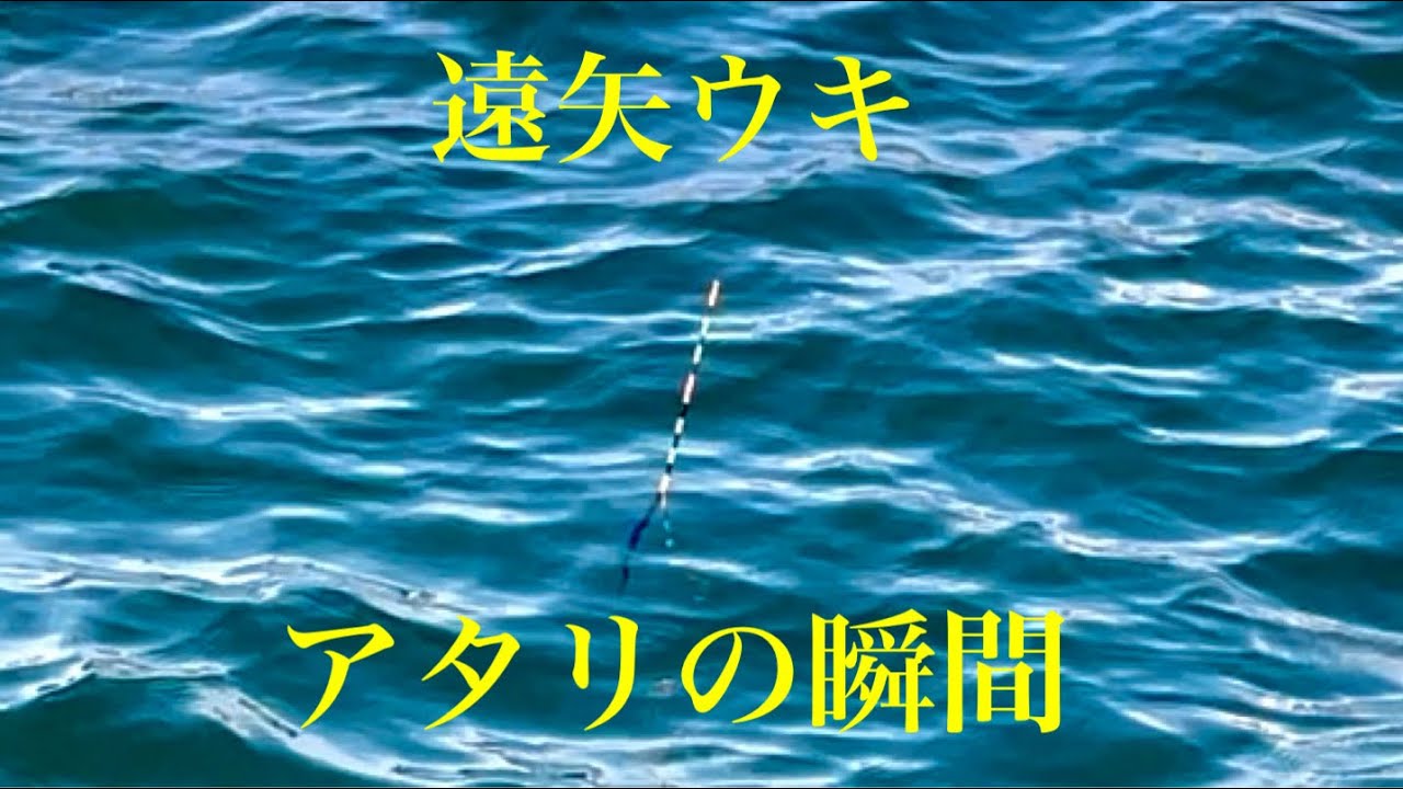この瞬間がたまらない遠矢ウキのアタリ【チヌ釣り　フカセ釣り　黒鯛】