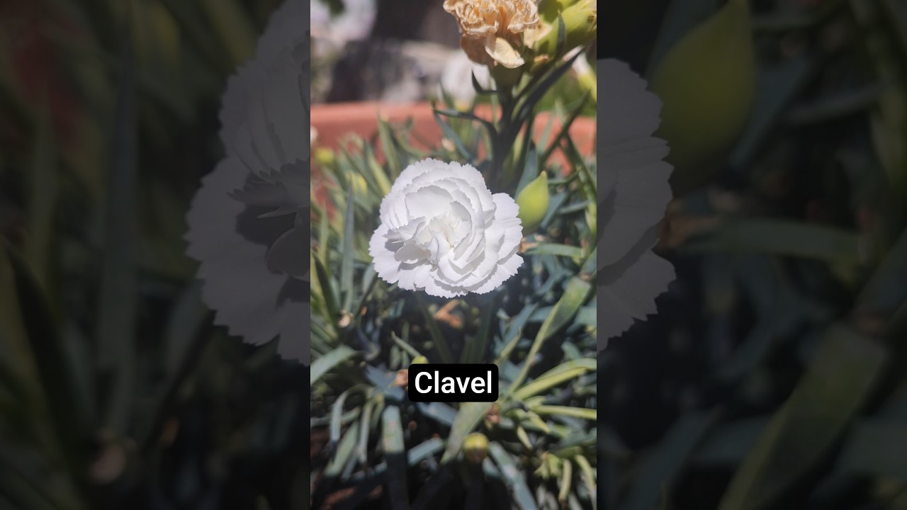 Clavel blanco 