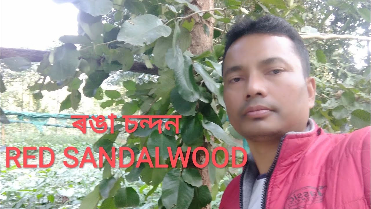 ৰঙা চন্দন,RED SANDALWOOD plantation, INDRA VLOG PTEROCARPUS SANTALINUS