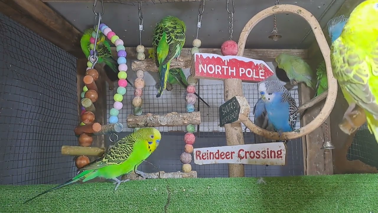 “Talkative parrot vibes 💬🦜 #FunnyPets #Trend”