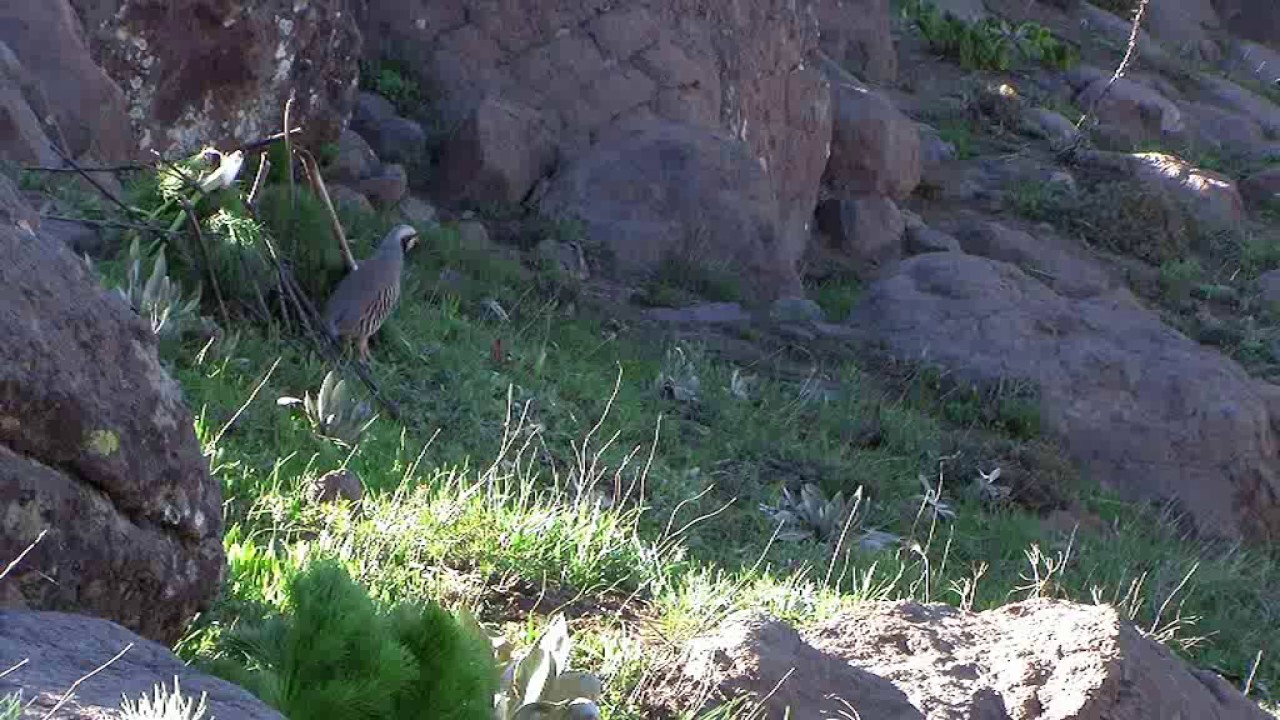 Menderes keklik Muş varto