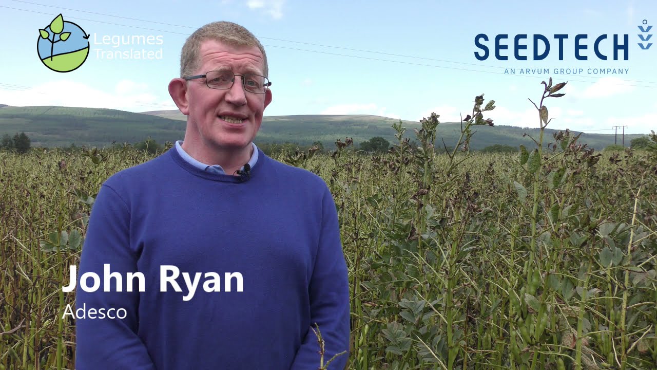 Using Irish grown Faba Beans in Pig feed trials with Teagasc & Adesco research supported by Seedtech