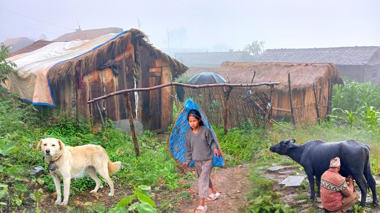 This is Himalayan Nepali village life|| Naturally And Beautiful Himalayan Rainy Season lifestyle