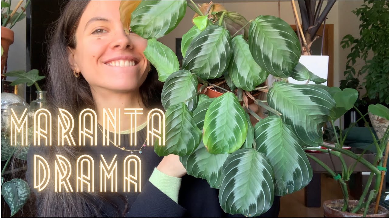 Problemas con mi maranta: las hojas amarillean y luce alicaída | Analizamos juntos qué le ocurre