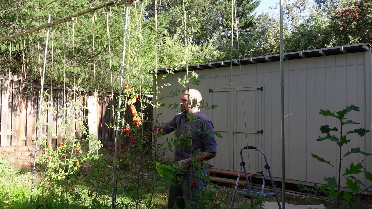 Backyard hanging (lower and lean) tomatoes