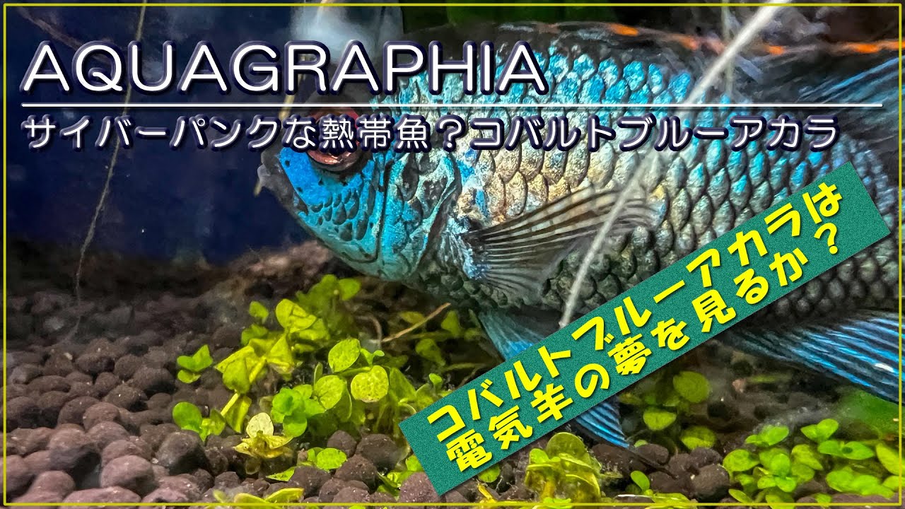 【熱帯魚紹介】サイバーパンクな熱帯魚？コバルトブルーアカラ【#アクアリウム】#14