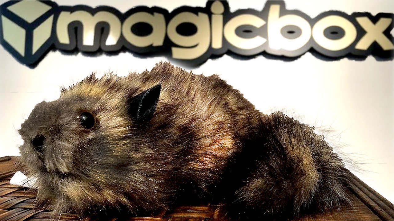 Rocky Raccoon / Derek Raccoon by Magicbox