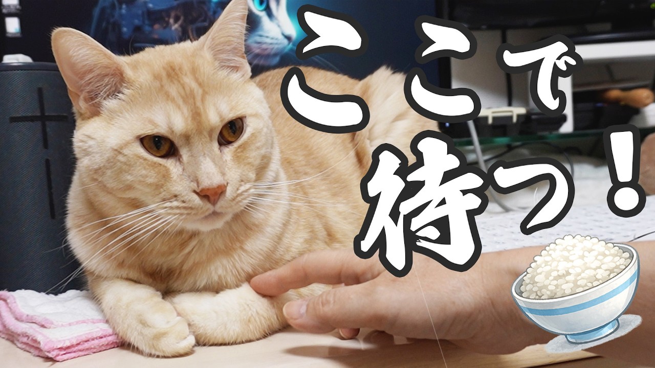 いや、今パソコン使ってんのよ！（ごはん待ち猫）