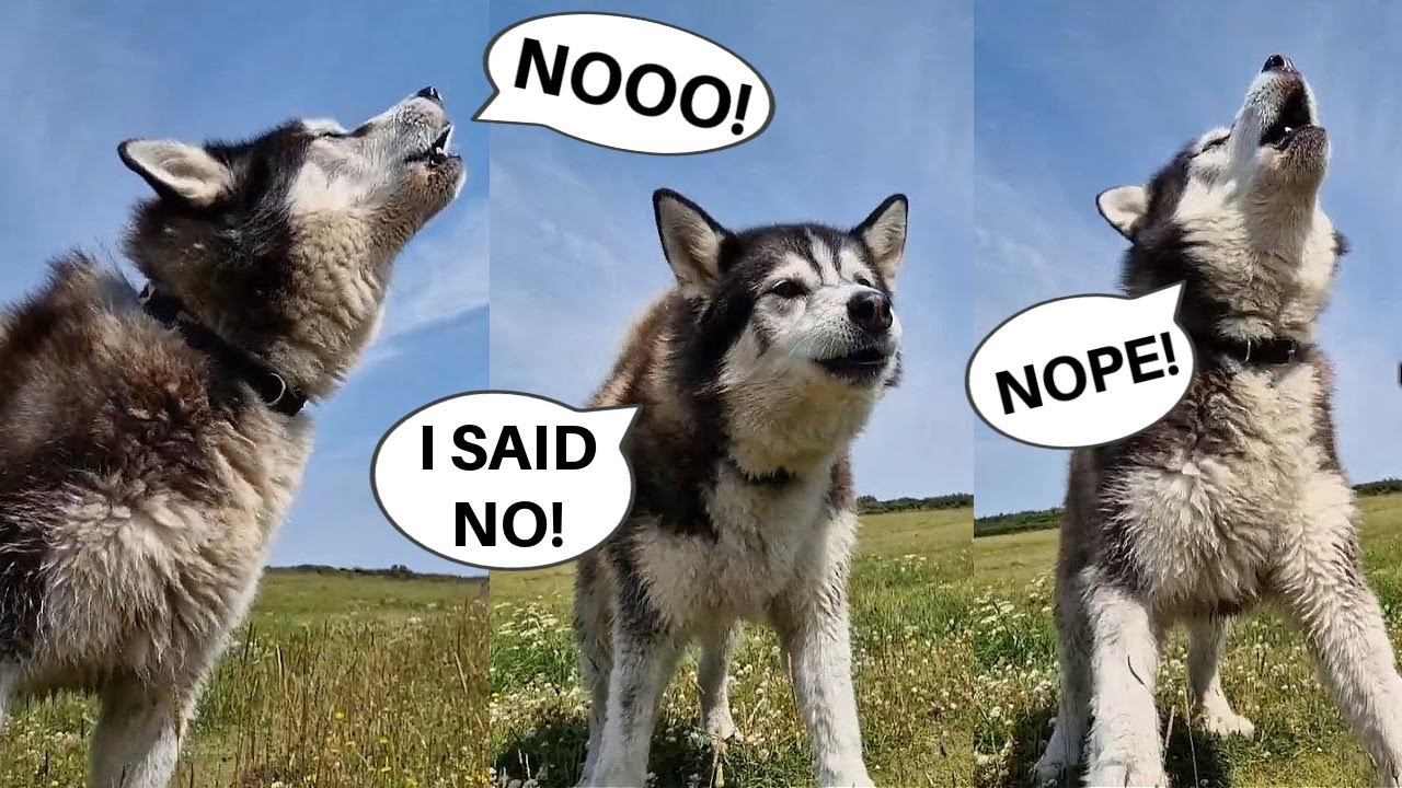Husky Argues With His Owner Daily!