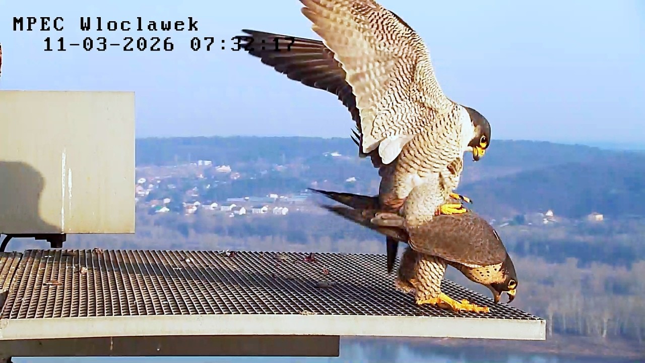 Zazamka i Szkwał 11 03 2026 Włocławek MPEC sokoły wędrowne