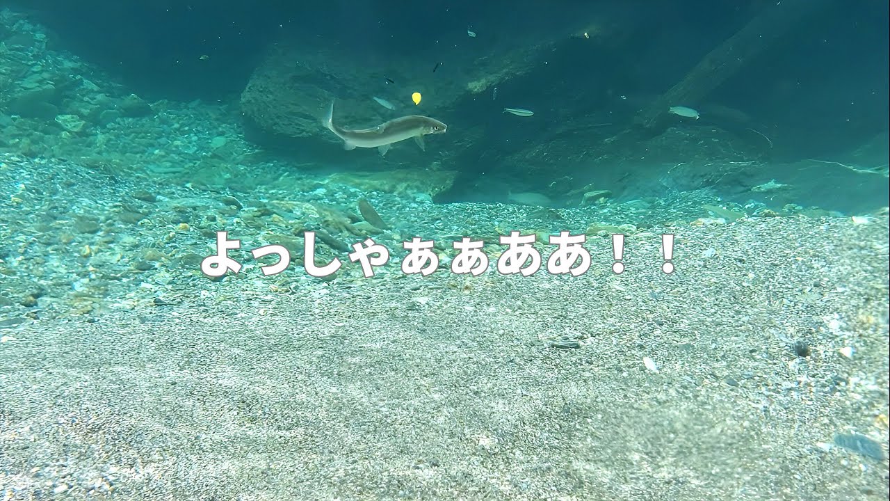 大きい鮎は「待ち伏せ掛け」　自作鮎針と挑む清流の良型達