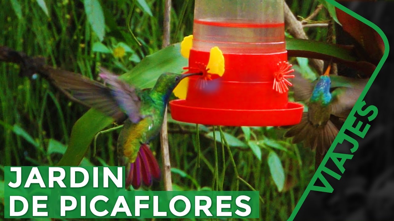 Привлечение колибри в ваш сад - Игуасу Мисьонес Аргентина