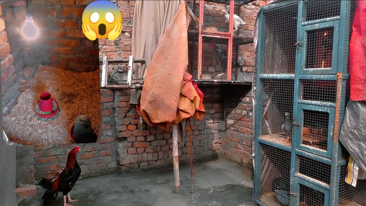 Chuzo ny larna shuru kar diya 😱