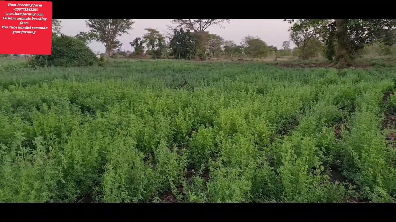 highly nutritious grass for animals (alfa alfa or lucern)